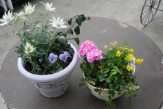オリジナル寄せ植え