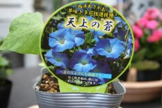 天上の蒼