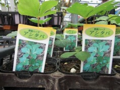健康野菜　アシタバ