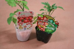 相性ばっちり！トマト＆バジルの寄植え