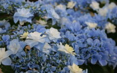 6月の写真