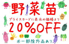 野菜苗セール開催中！