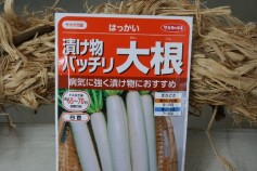 夏まきダイコンの種