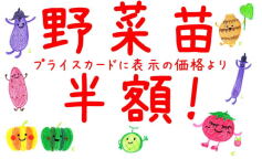 野菜苗半額セール！！