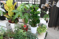 ミニ観葉植物