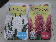 ヒヤシンスの球根