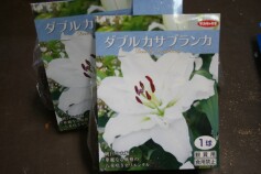 ダブル カサブランカ
