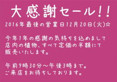 本日店内植物全品半額！！！