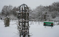 バラ見本園
