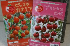 ミニトマトの種が入荷しました