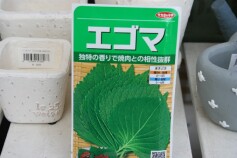 エゴマ