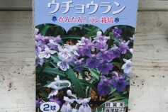 ウチョウラン