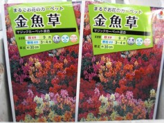 キンギョソウ