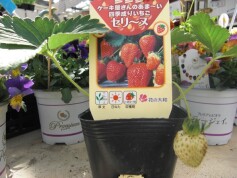 四季なりイチゴ‘セリーヌ’