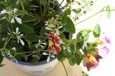 2種類の花を寄せ植えしました！①
