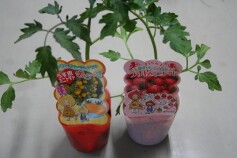うす皮ミニトマト
