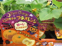 カボチャ苗