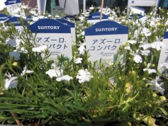 アズーロ®コンパクト