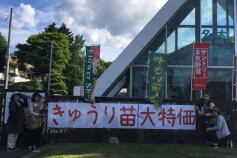 きゅうり苗大特価！
