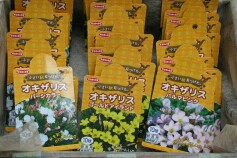 オキザリスの球根