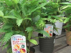 エバーフレッシュ