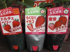 イチゴ苗入荷中です！