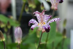 秋の花