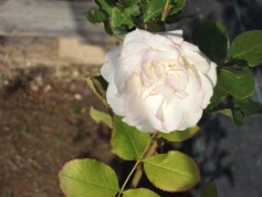 バラ40％ＯＦＦです。
