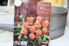 チューリップ‘ジョイントディビジョン’