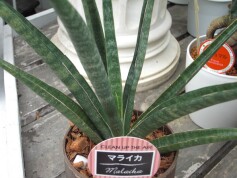 サンセベリア‘マライカ’