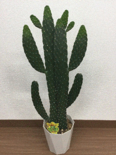サボテン‘スミエボシ’