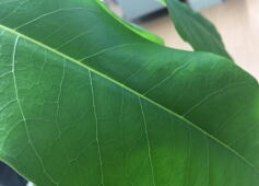 大きなgreen