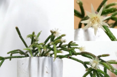 リプサリスのお花