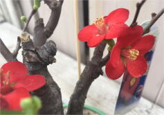 小さな春