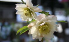 3月の写真