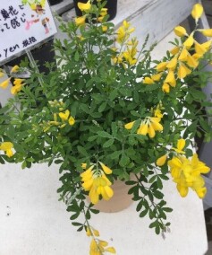 エニシダ