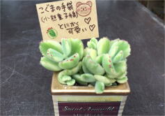可愛すぎる！