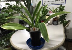 オモト