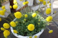 ハナホタル（花ほたる）