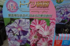 ドイツ朝顔
