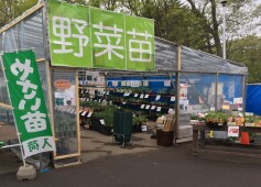 野菜苗売り場特設会場