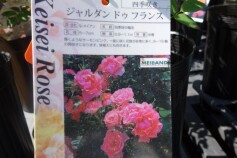バラ　‘ジャルダン　ドゥ　フランス’