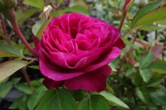 開花一番乗りのバラ