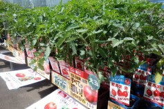 トマト苗セール