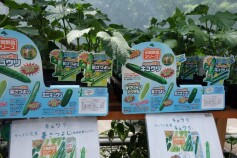 キュウリ苗セール！