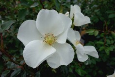 バラ　‘フラウ　ホレ’