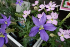 ローレンティア　フィズアンドポップ