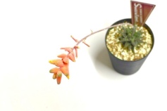 ハオルチオイデスの花