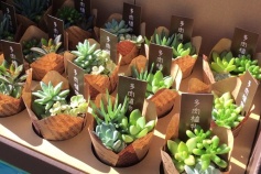 多肉植物の寄せ植え