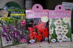 早咲きグラジオラス